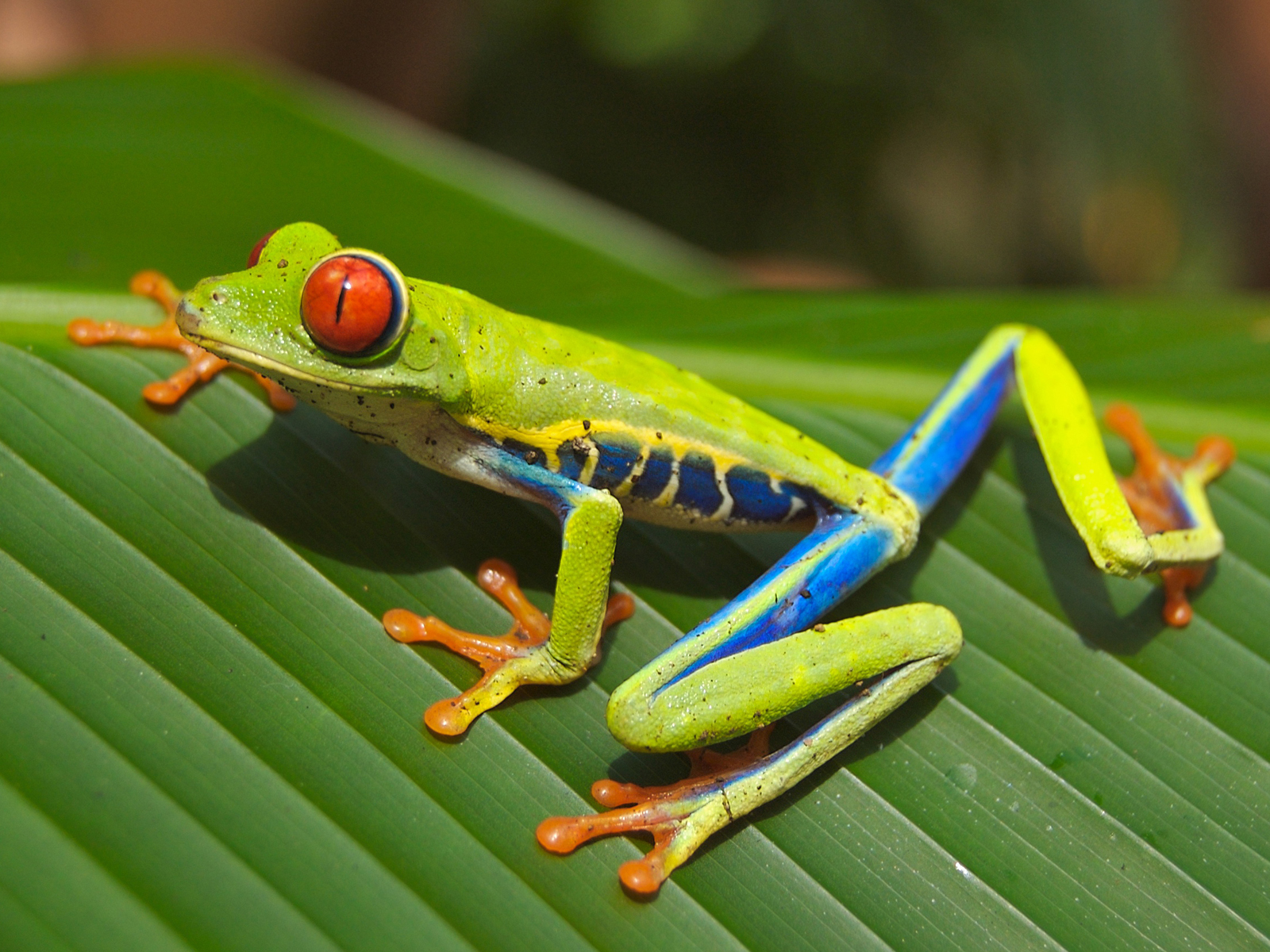 Frog_02