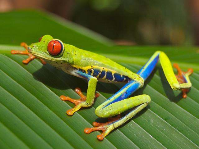 Frog_02