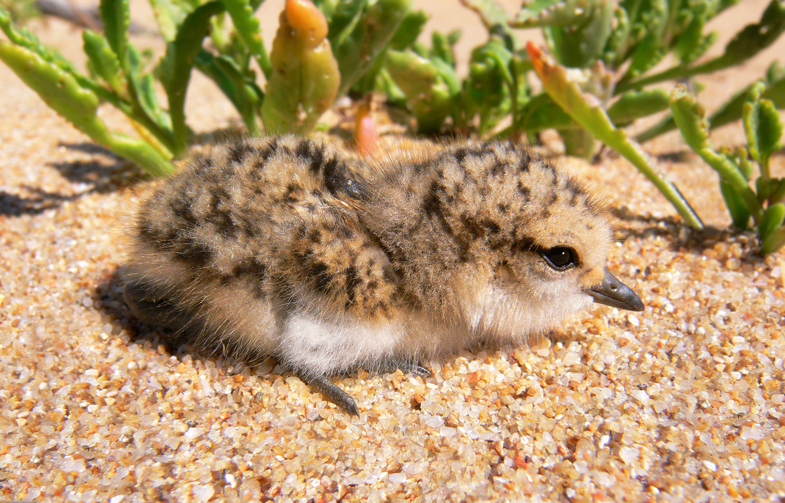 Chick_02