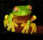 Frog_03