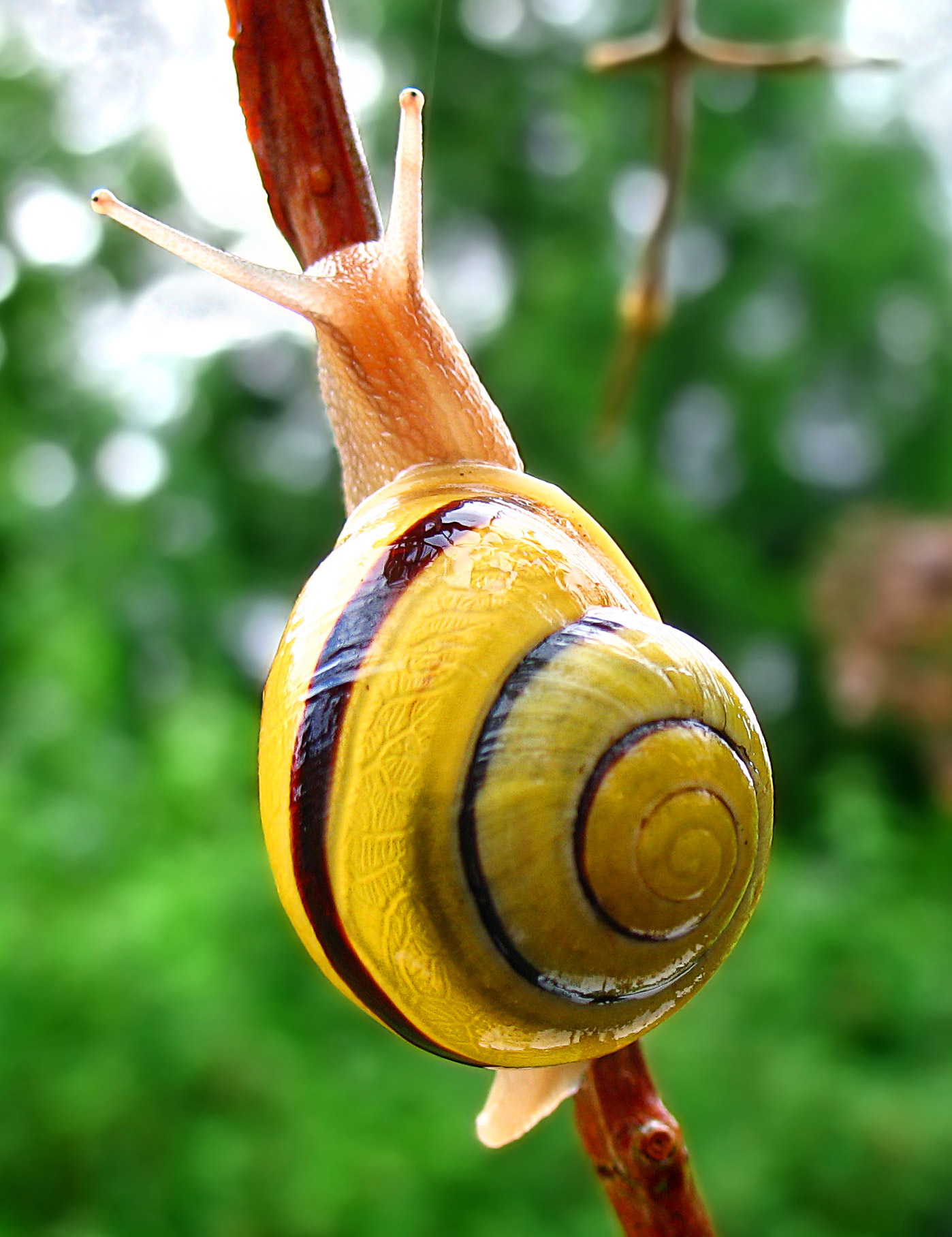 Snail_01