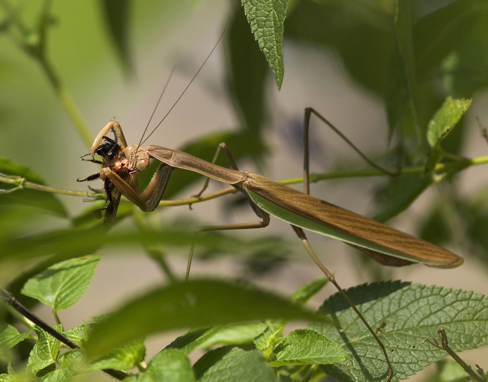 Praying_mantis_02