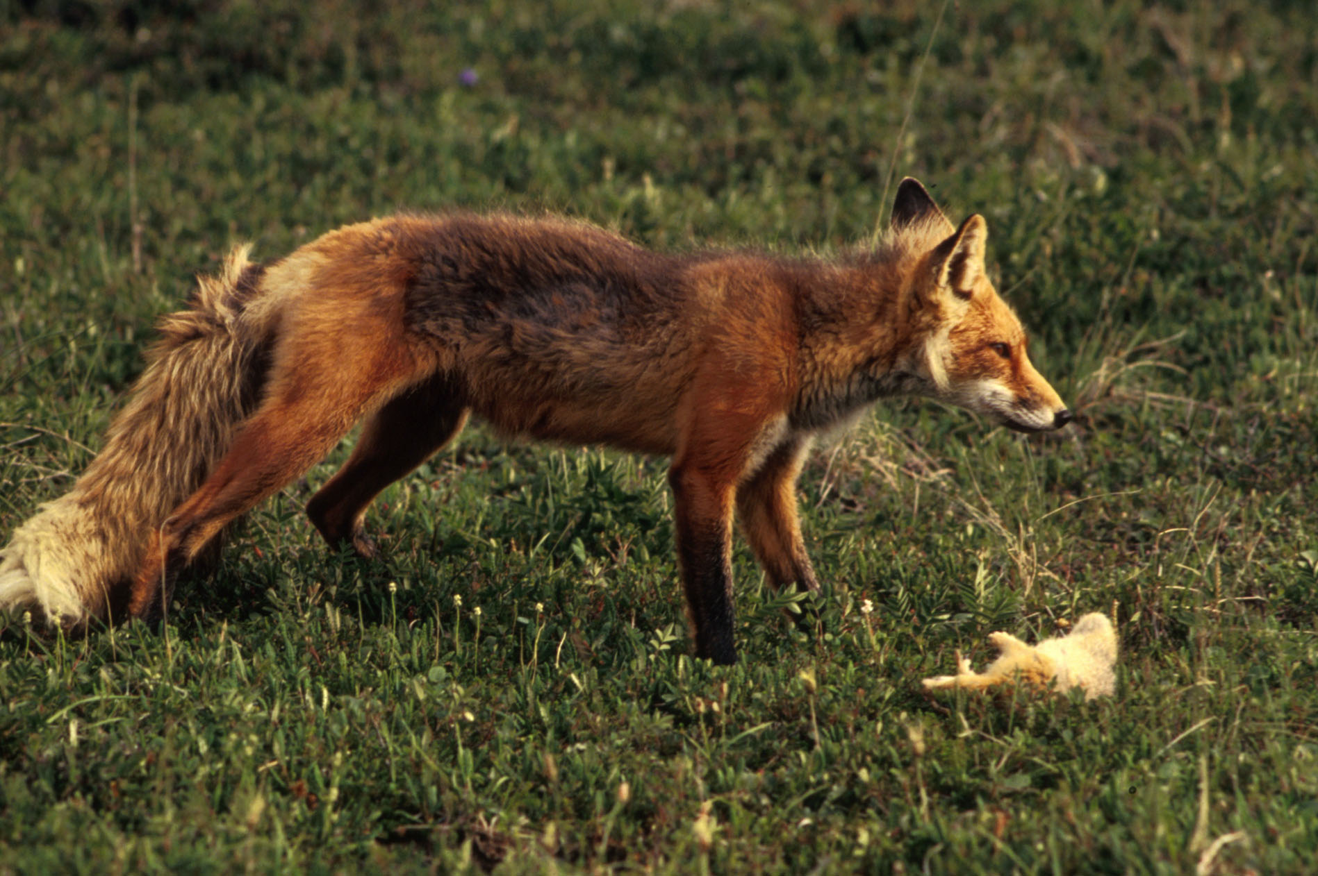 Fox_01