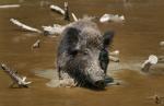Boar_01