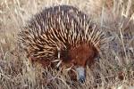 Echidna_01