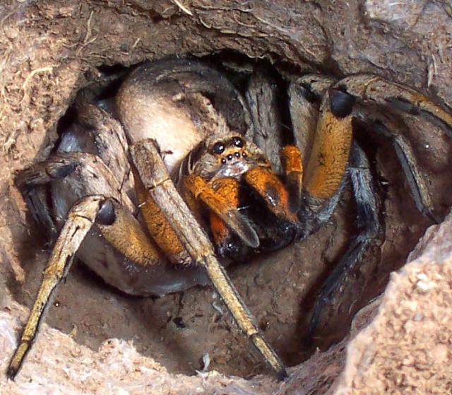 Spider_01