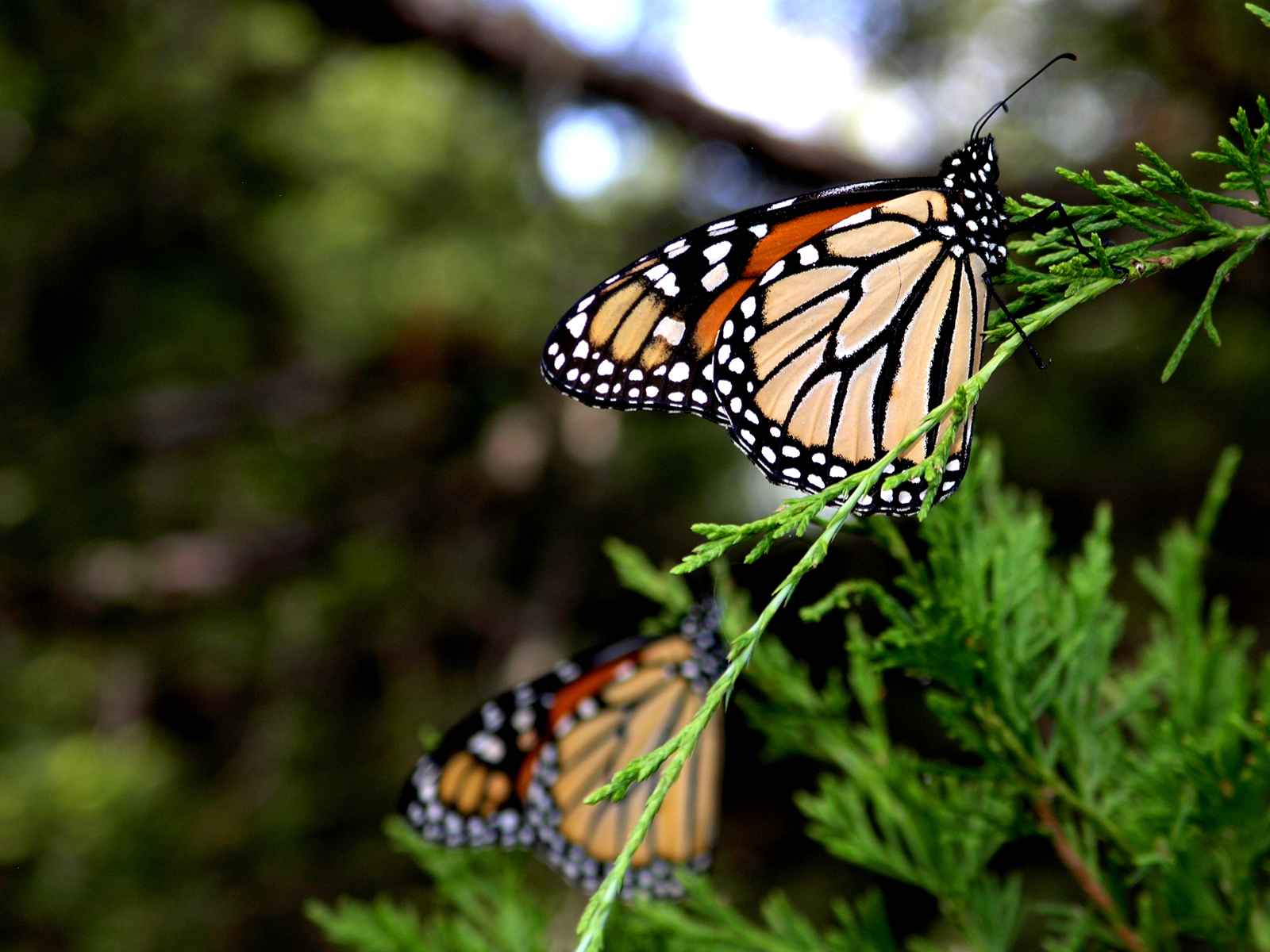 Butterfly_03