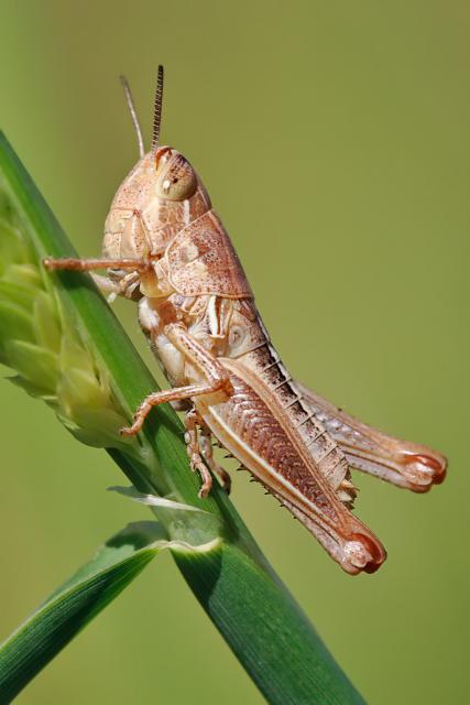 Grasshopper_01