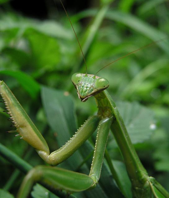 Praying_mantis_03