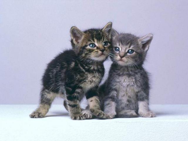 cat_107