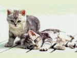 cat_110