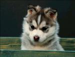dog_299
