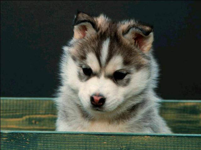 dog_299