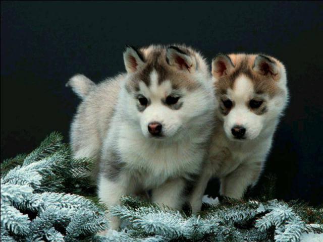 dog_301