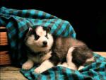 dog_303