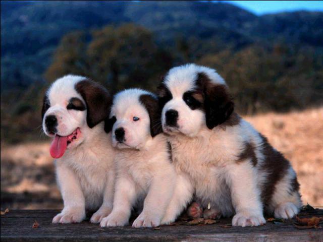 dog_310