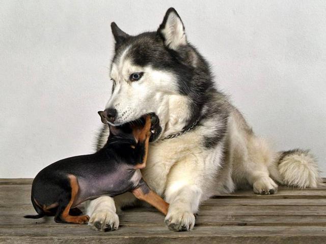 dog_313
