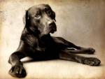 Labrador