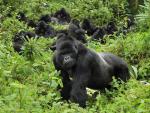 Animals_003