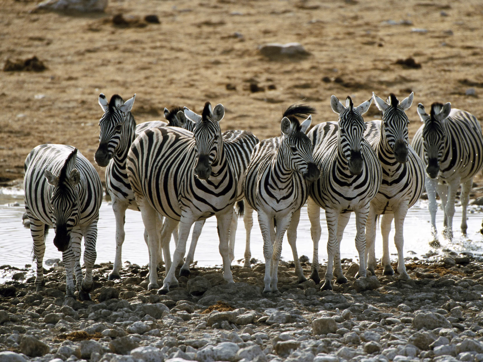 Animals_005