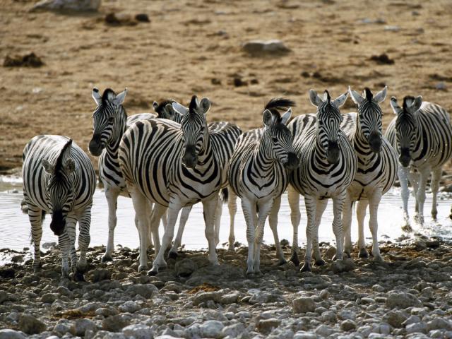 Animals_005