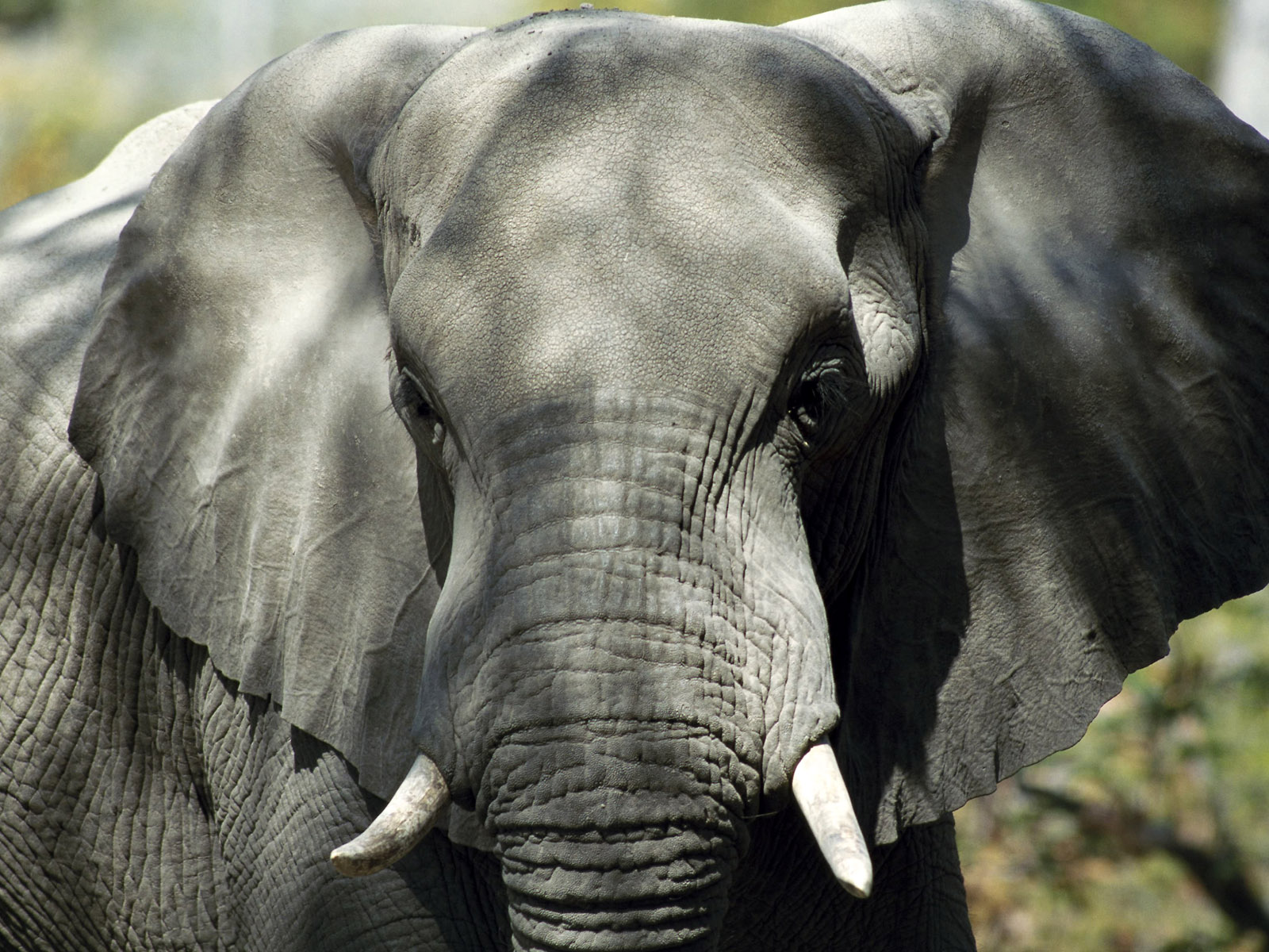 Animals_006