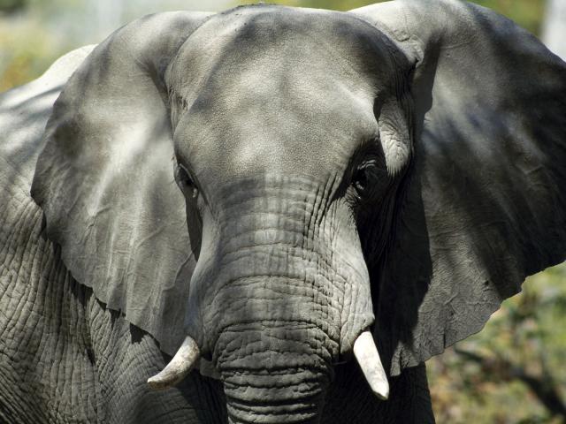 Animals_006