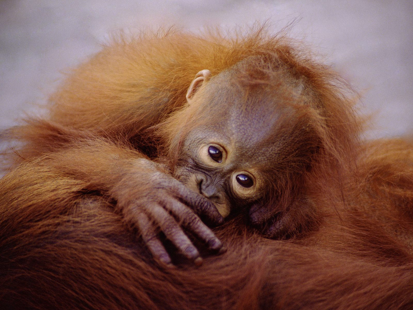 Animals_009