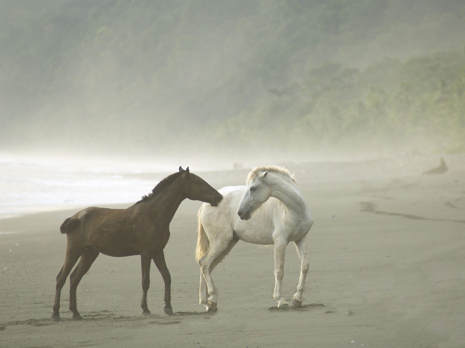 Animals_010