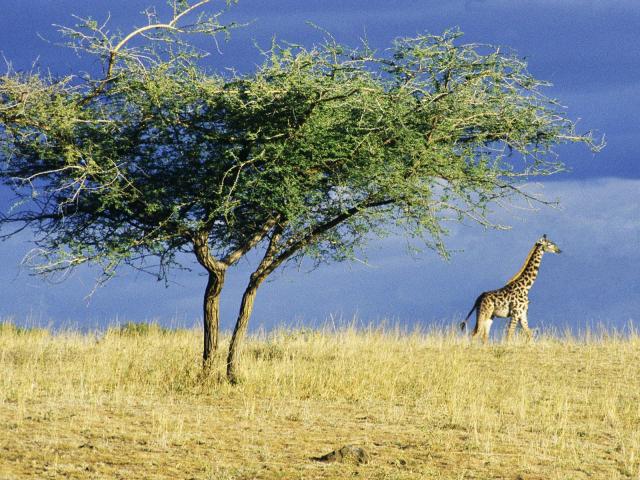 Animals_012