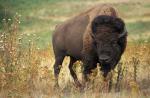 Animals_013