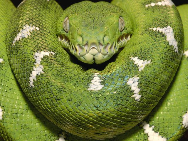 Animals_014
