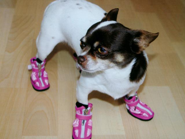 dog_317