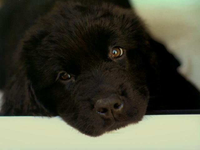 dog_320