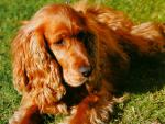 dog_325