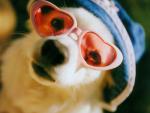 dog_329