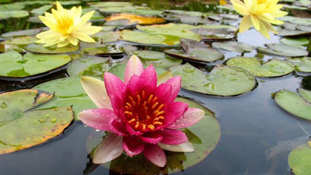 flower