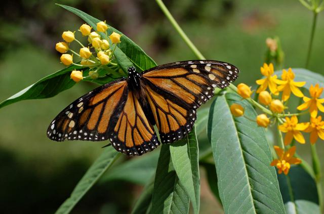 butterfly