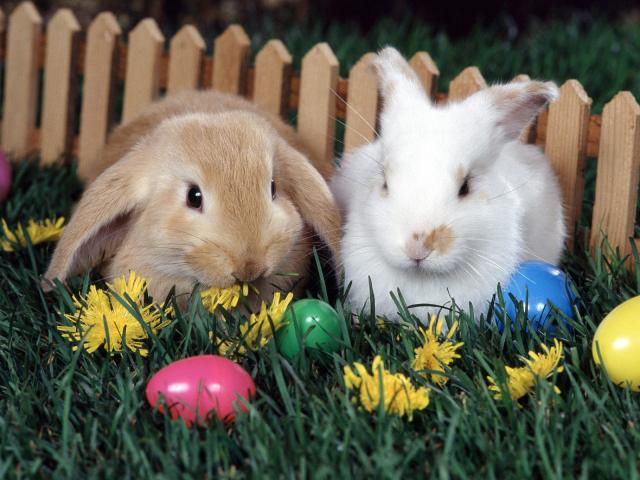 Easter_Egg_Hunt