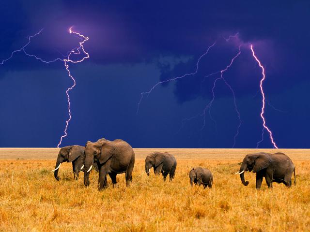 Animals_015