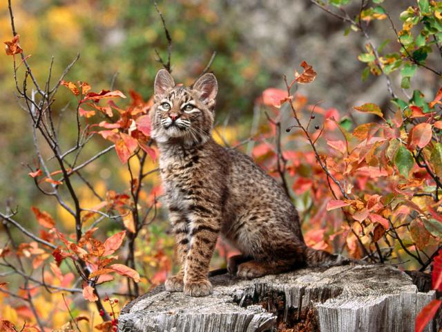 Bobcat_Kitten