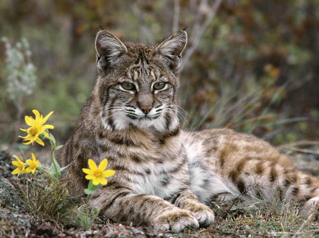 Bobcat_Montana