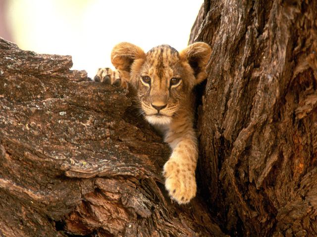 A_Furry_Friend_Lion_Cub