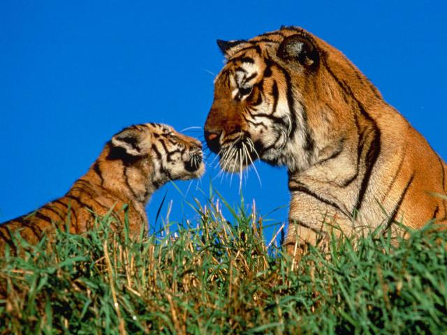 tigermother&cub