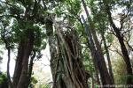 tree_112