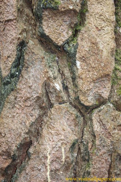 tree_116