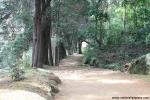 tree_130