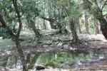 tree_133