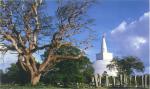 sri_lanka_08
