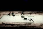 opening_ceremony344
